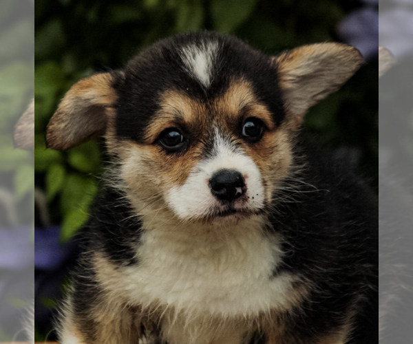 Medium Photo #12 Pembroke Welsh Corgi Puppy For Sale in ELKTON, KY, USA