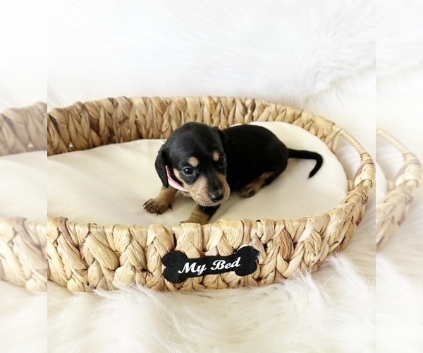 Medium Photo #8 Dachshund Puppy For Sale in DAVIS, CA, USA
