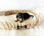 Small #7 Dachshund