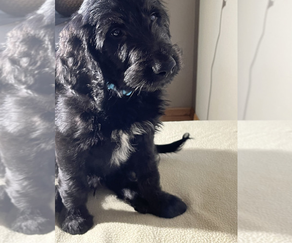 Medium Photo #6 Goldendoodle Puppy For Sale in GIG HARBOR, WA, USA