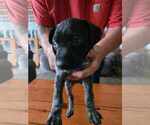 Small Photo #4 German Shorthaired Pointer Puppy For Sale in BEULAVILLE, NC, USA