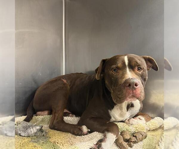 Medium Photo #1 American Staffordshire Terrier-Unknown Mix Puppy For Sale in San Antonio, TX, USA