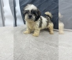 Small Photo #27 Shih Tzu Puppy For Sale in SAINT AUGUSTINE, FL, USA