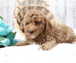 Small Photo #2 Poodle (Miniature) Puppy For Sale in SHILOH, OH, USA