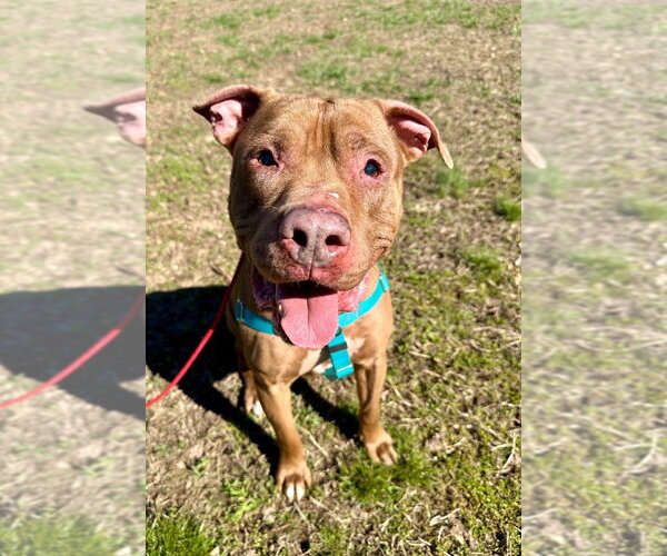 Medium Photo #1 American Staffordshire Terrier Puppy For Sale in Lawrenceville, NJ, USA