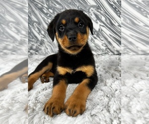 Rottweiler Puppy for sale in GREENWOOD, IN, USA