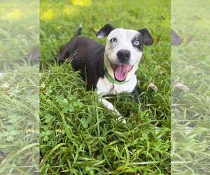Mutt Dogs for adoption in Hinton, WV, USA