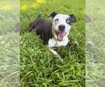 Small Mutt