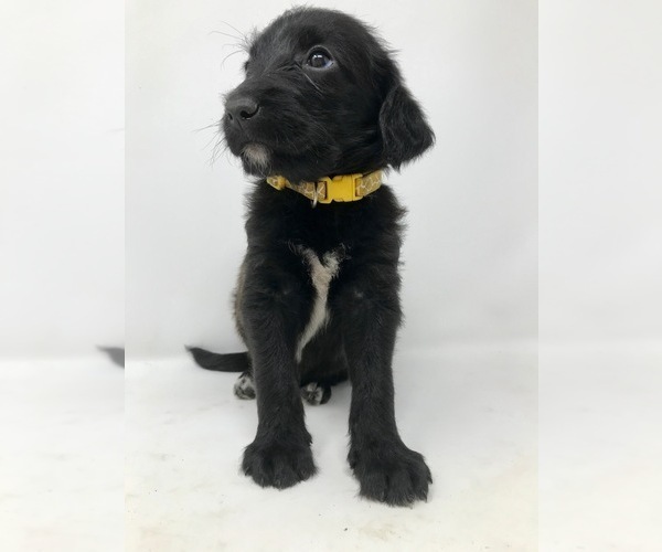 Medium Photo #7 Labradoodle Puppy For Sale in ROCKY MOUNT, NC, USA
