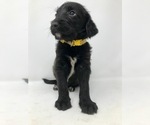 Small Photo #7 Labradoodle Puppy For Sale in ROCKY MOUNT, NC, USA