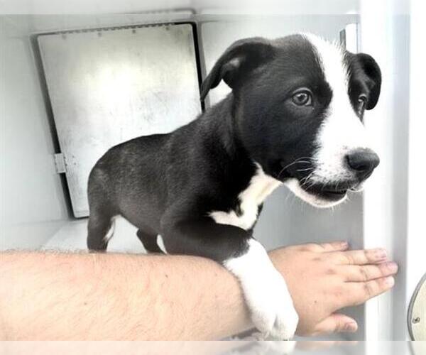 Medium Photo #1 Labsky Puppy For Sale in Houston, TX, USA