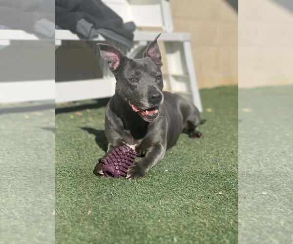 Medium Photo #9 Mutt Puppy For Sale in Rockwall, TX, USA