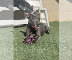 Chyanne-Adoption Fee $75! Diamond Dog! - Female Mutt Dog for Adoption - Photo #9