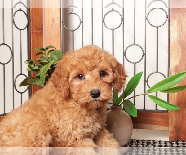 Medium Photo #3 Goldendoodle (Miniature) Puppy For Sale in NAPLES, FL, USA