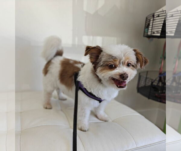 Medium Photo #3 Havanese-Unknown Mix Puppy For Sale in San Jose, CA, USA