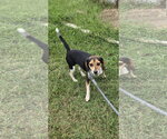Small Beagle