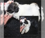 Image preview for Ad Listing. Nickname: Lil  Binki