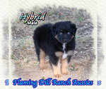 Image preview for Ad Listing. Nickname: Hybrid