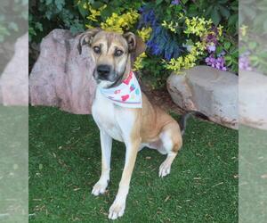 Mutt Dogs for adoption in Oklahoma City, OK, USA