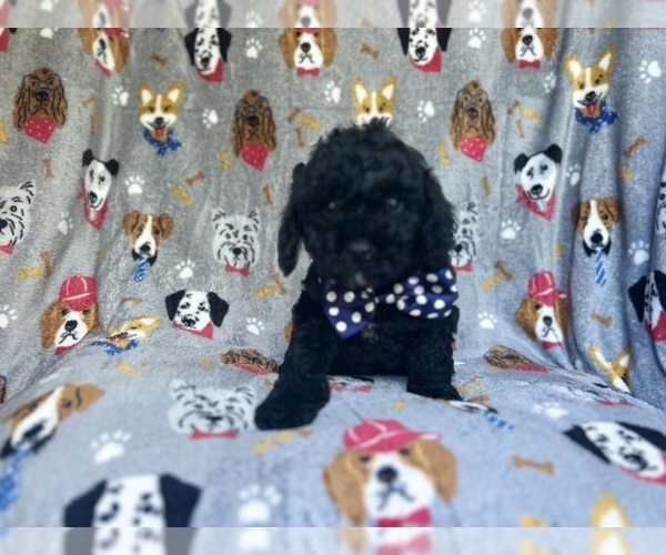 Medium Photo #1 Cavapoo Puppy For Sale in LAKELAND, FL, USA