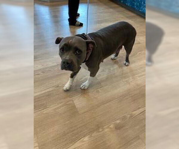 Medium Photo #1 Mutt Puppy For Sale in Pearland, TX, USA