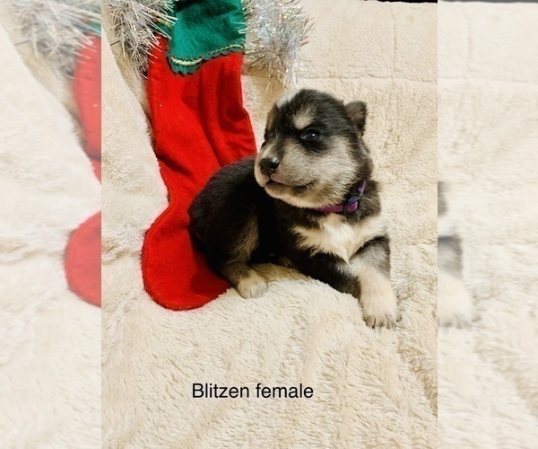 Medium Photo #6 Siberian Husky Puppy For Sale in WASHBURN, WI, USA