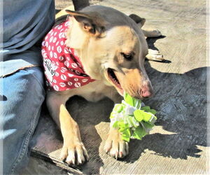 Sprite - Male Retriever -Unknown Mix Dog for Adoption - Photo #5