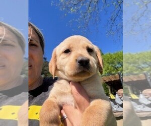 Labrador Retriever Puppy for sale in MAYSVILLE, GA, USA