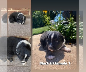 Australian Shepherd Puppy for sale in CHURCHVILLE, VA, USA