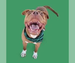 Medium Staffordshire Bull Terrier