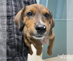 Mr. Abbott - Male Beagle-Unknown Mix Dog for Adoption - Small photo