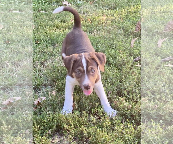 Medium Photo #7 Mutt Puppy For Sale in Hillsboro, MO, USA