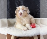 Small #1 Australian Shepherd
