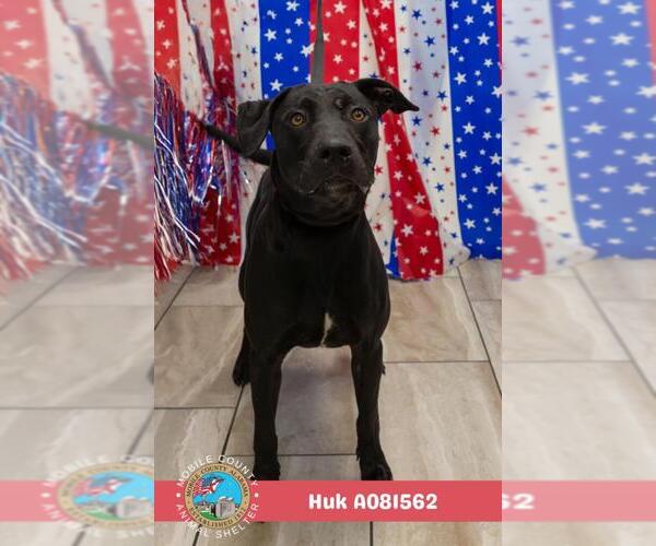 Medium Photo #2 Labrador Retriever Puppy For Sale in Mobile, AL, USA