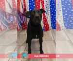 Small #1 Labrador Retriever