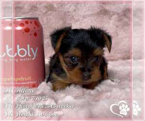 Yorkshire Terrier Puppy for sale in TEMPE, AZ, USA
