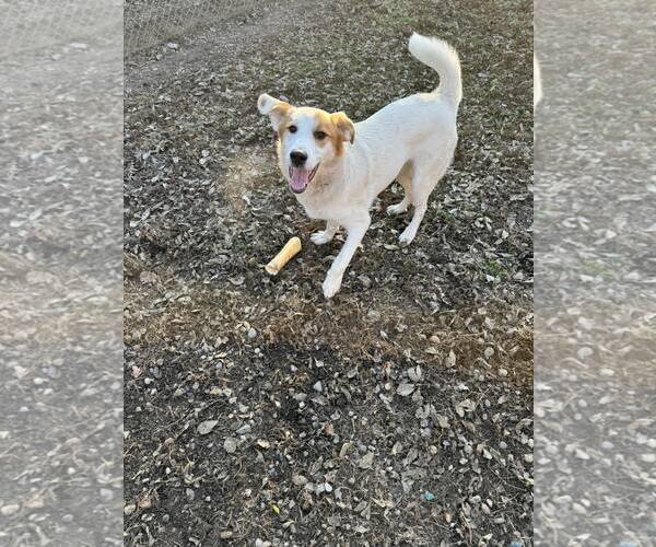 Medium Photo #3 Brittany-Unknown Mix Puppy For Sale in Flora, IL, USA