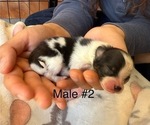 Small #5 Pomeranian