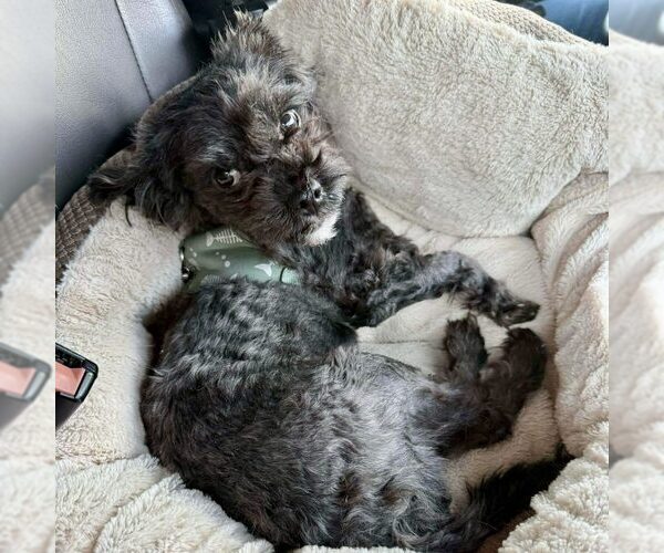 Medium Photo #1 Poodle (Miniature)-Unknown Mix Puppy For Sale in Spring Lake, NC, USA