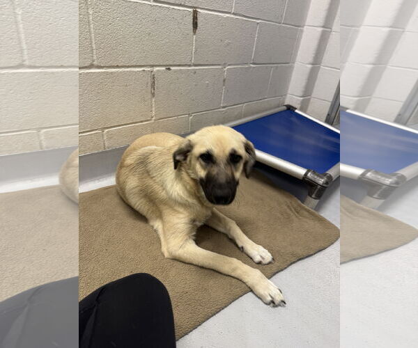 Medium Photo #2 Anatolian Shepherd-Unknown Mix Puppy For Sale in Rowlett, TX, USA