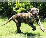 Small Photo #18 Presa Canario Puppy For Sale in MESA, AZ, USA