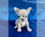 Small #9 French Bulldog