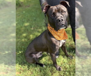 Boxer-Unknown Mix Dogs for adoption in Warrenton, VA, USA