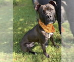 Furyan - Male Boxer-Unknown Mix Dog for Adoption - Small photo