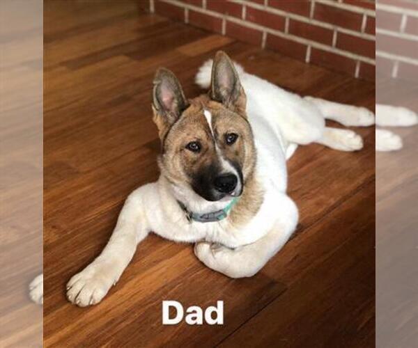 Medium Photo #1 Akita Puppy For Sale in BEAVERTON, OR, USA