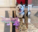 Small #6 Welsh Corgi Mix