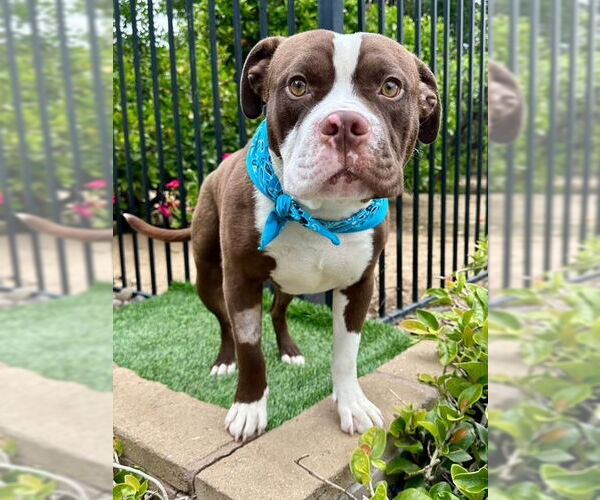 Medium Photo #7 American Pit Bull Terrier-Unknown Mix Puppy For Sale in Redlands, CA, USA