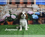 Small #21 Cavalier King Charles Spaniel