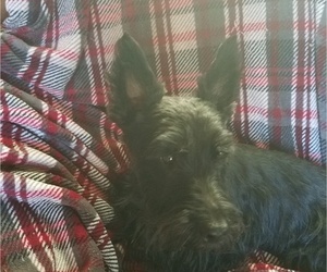 Father of the Scottish Terrier puppies born on 10/20/2019
