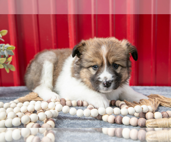 Medium Photo #19 Australian Shepherd Puppy For Sale in GREENFIELD, OH, USA